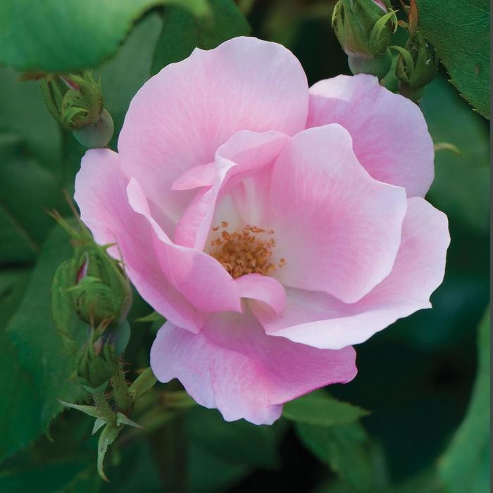 Rosa Knock Out&reg; Blushing