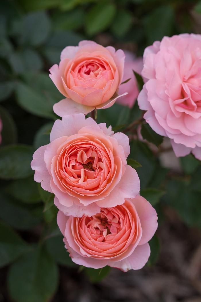 Rosa Easy Elegance&reg; Calypso