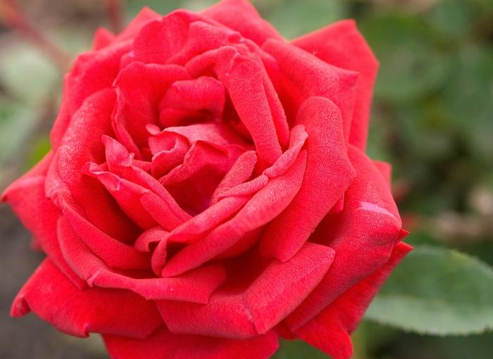 Rosa Easy Elegance&reg; Como Park