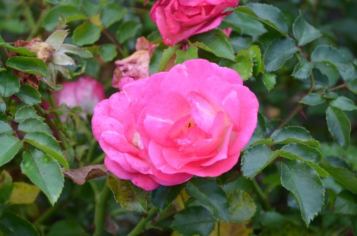 Rosa Easy Elegance&reg; Sunrise Sunset