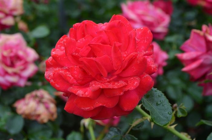 Rosa Easy Elegance&reg; Super Hero