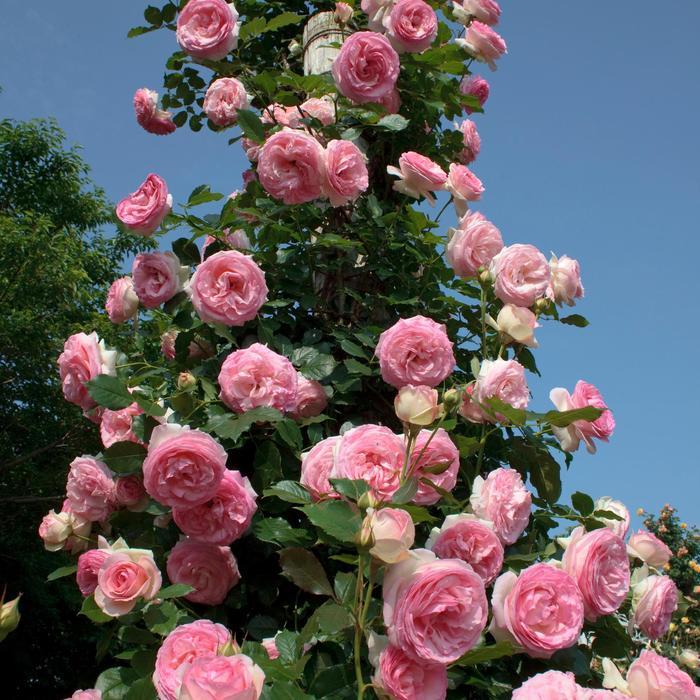 Rosa Eden Climber&reg;