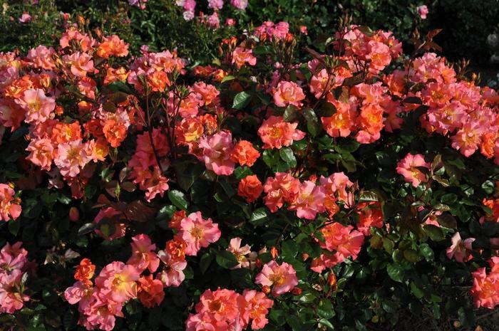 Rosa Kolorscape&reg; Firecracker&trade;