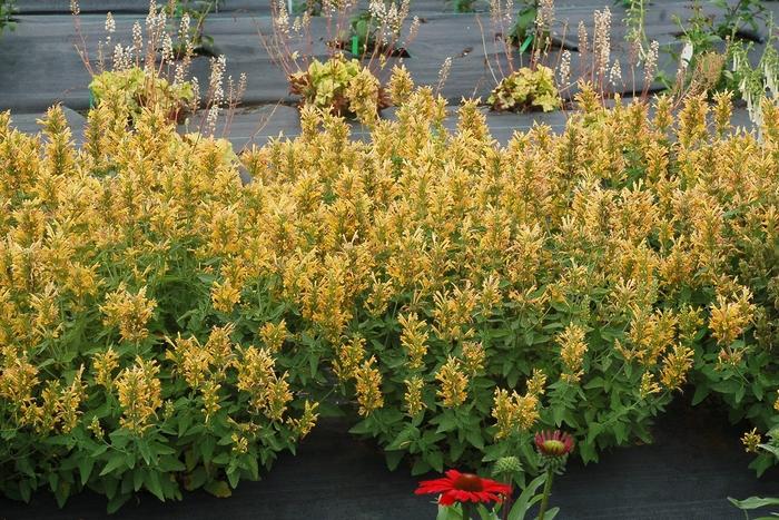 Agastache Poquito&trade; Butter Yellow