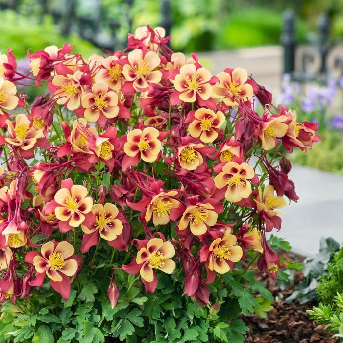 Aquilegia caerulea Earlybird&trade; Red Yellow
