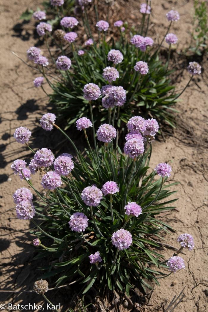 Armeria pseudarmeria Dreameria&trade; Sweet Dreams