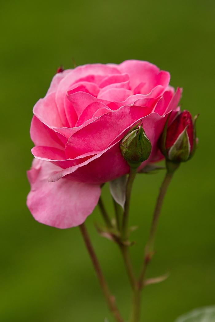 Rosa Easy Elegance&reg; Grandma's Blessing