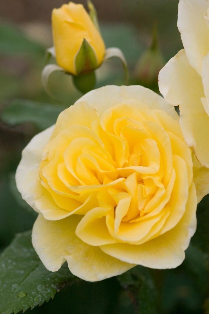 Rosa Easy Elegance&reg; High Voltage