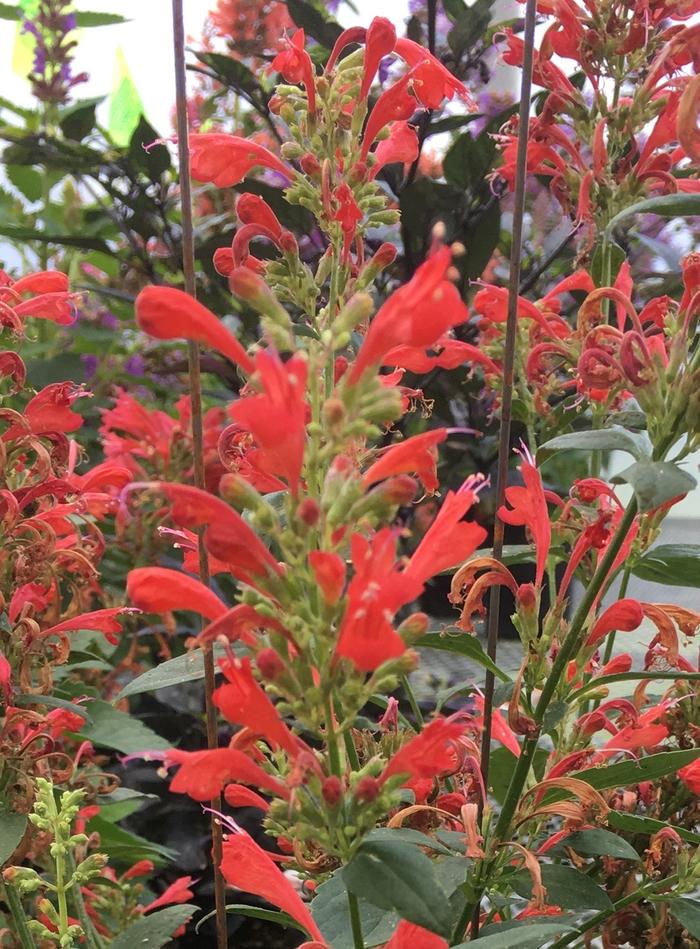 Agastache Kudos Red