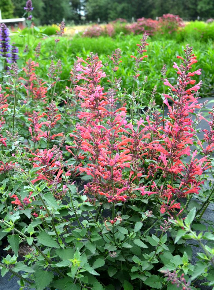 Agastache Kudos Coral