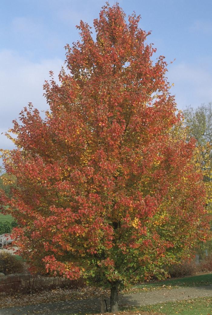 Acer rubrum Red Sunset&reg;