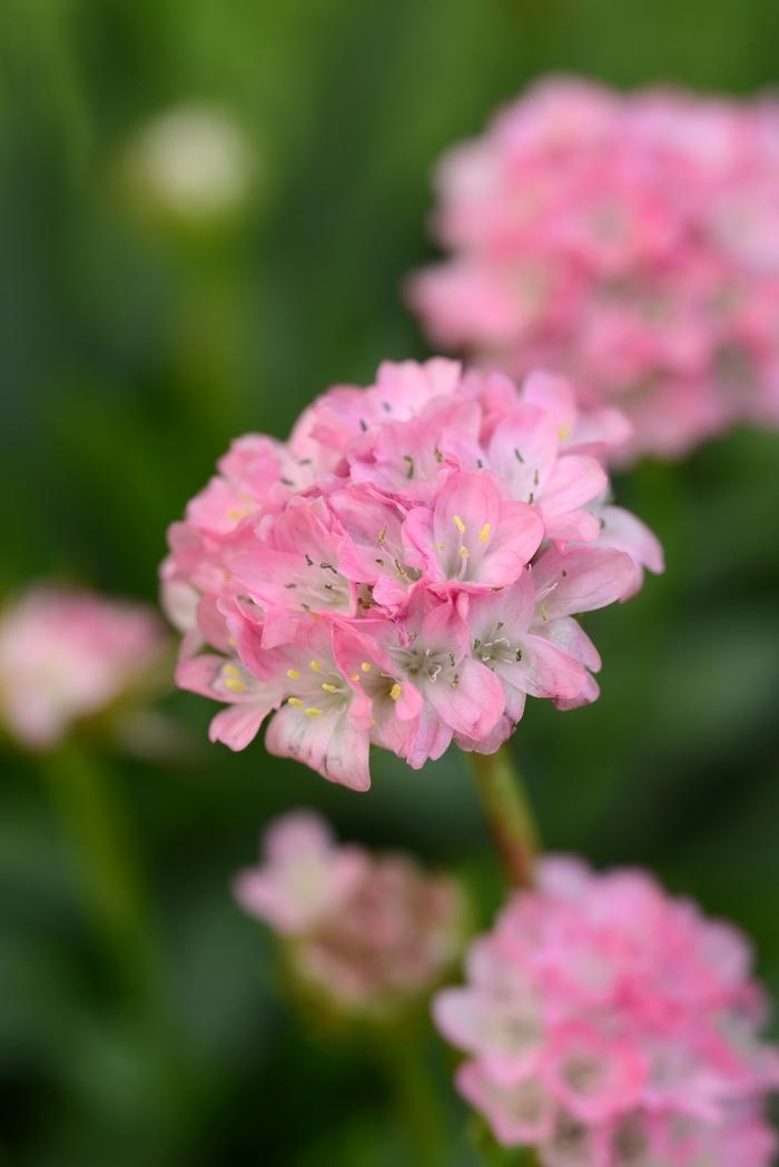 Armeria pseudarmeria Dreameria&trade; Daydream