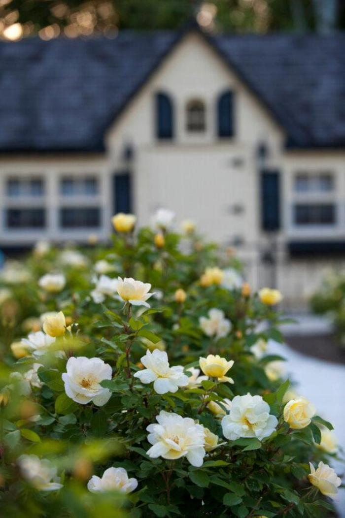Rosa Knock Out&reg; Sunny