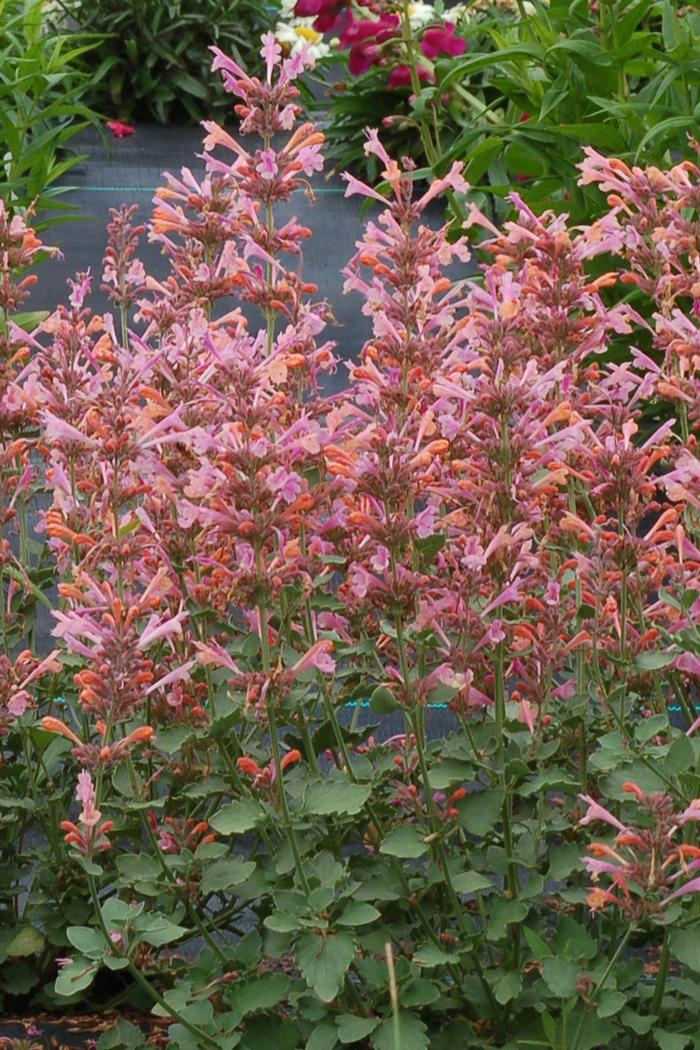 Agastache Kudos Ambrosia