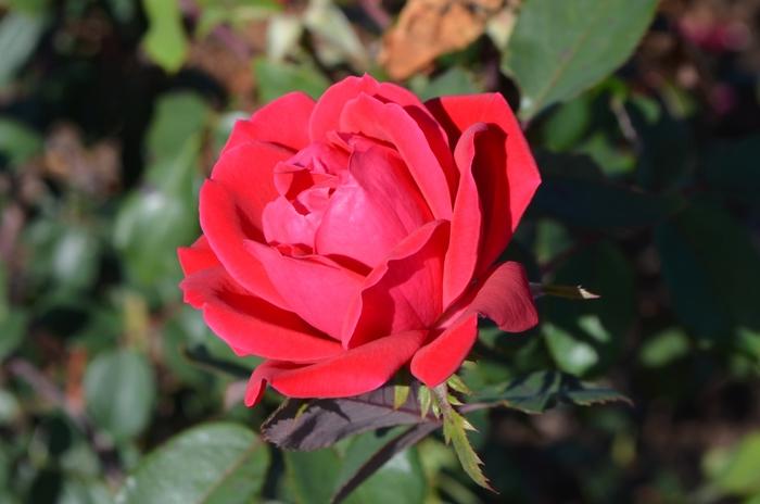 Rosa Knock Out&reg; Double