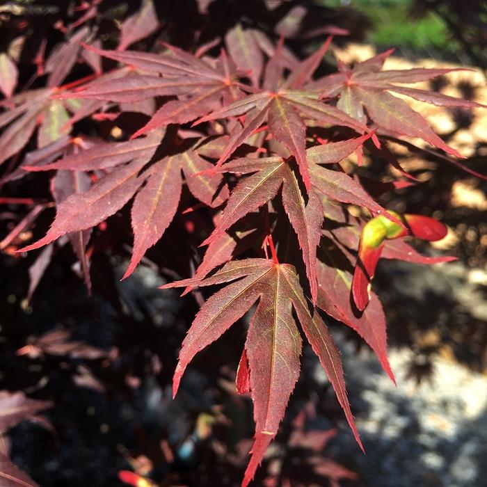 Acer palmatum Dragon Tears&trade;