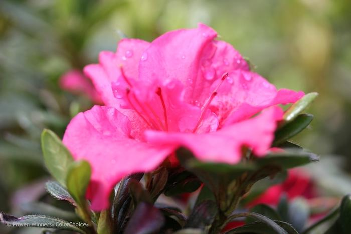 Azalea Bloom-A-Thon&reg; Hot Pink
