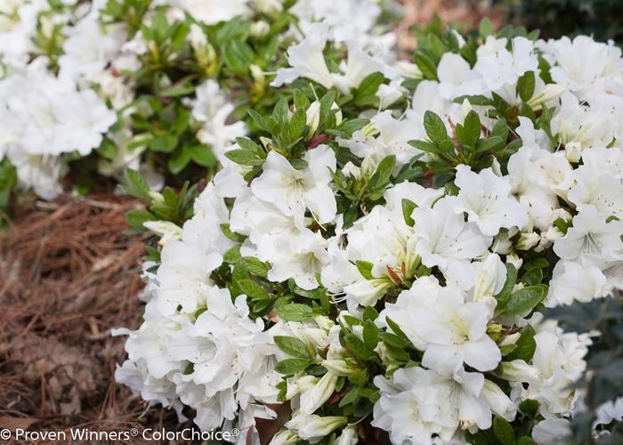 Azalea Bloom-A-Thon&reg; White