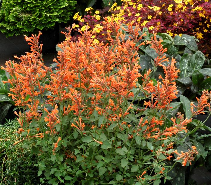 Agastache Kudos Mandarin