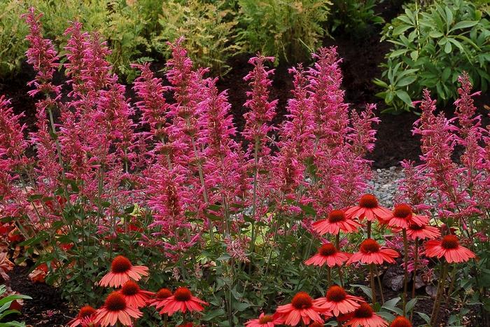 Agastache Morello