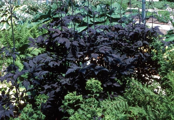 Actaea ramosa Hillside Black Beauty
