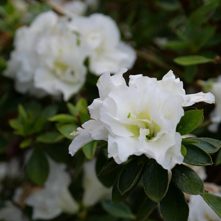 Azalea 'Gumpo White' 