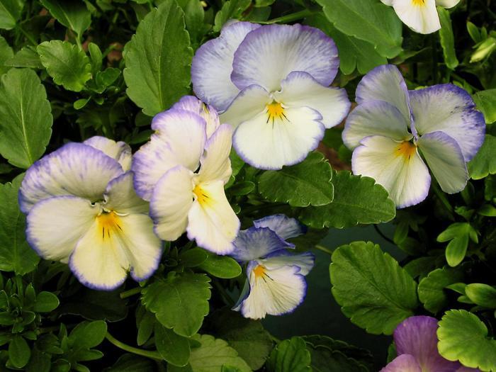 Viola cornuta Celestial&trade; Blue Moon