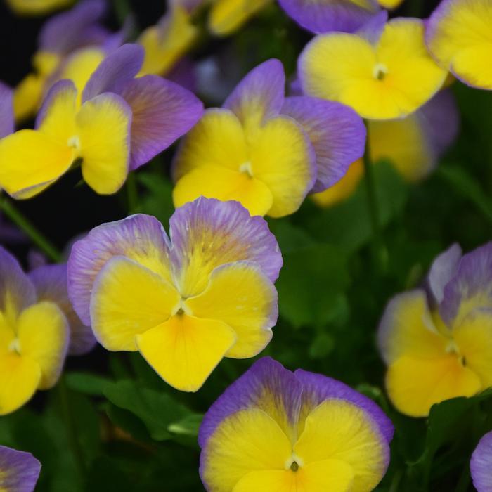 Viola MagnifiScent&trade; Bonny