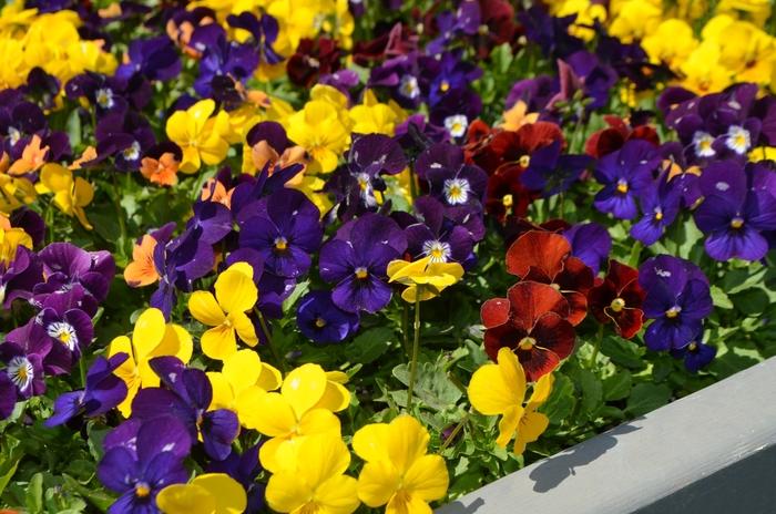 Viola cornuta Admire&reg; Indian Summer Mix