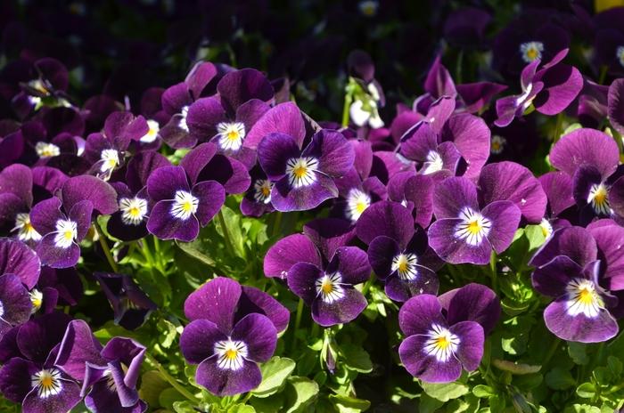 Viola cornuta Admire&reg; Purple White Face