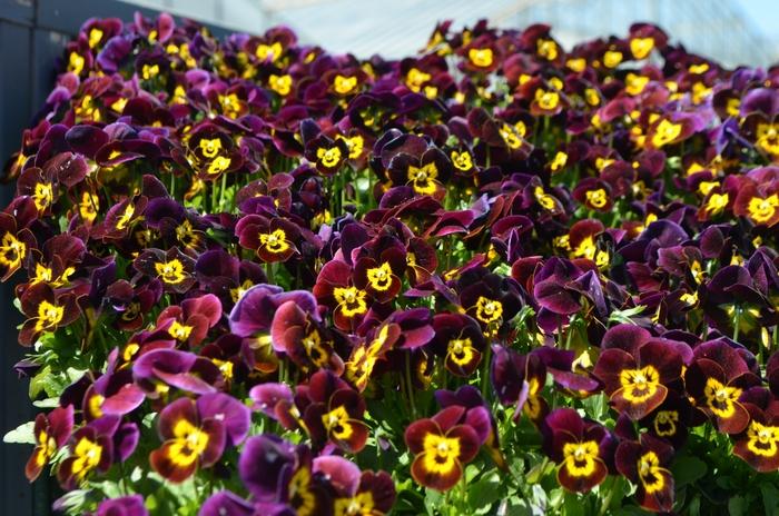 Viola cornuta Admire&reg; Ruby Gold