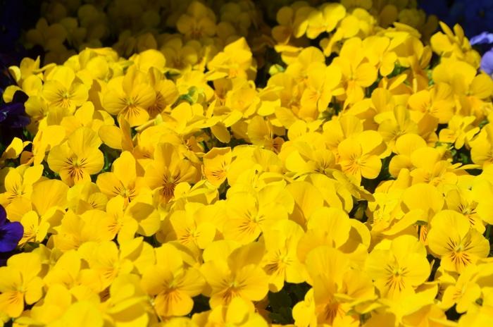 Viola cornuta Admire&reg; Yellow