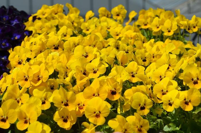 Viola cornuta Admire&reg; Yellow Blotch