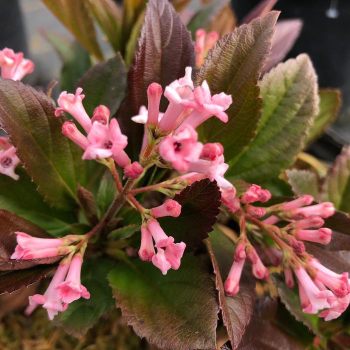 Viburnum Sweet Talker&reg; 