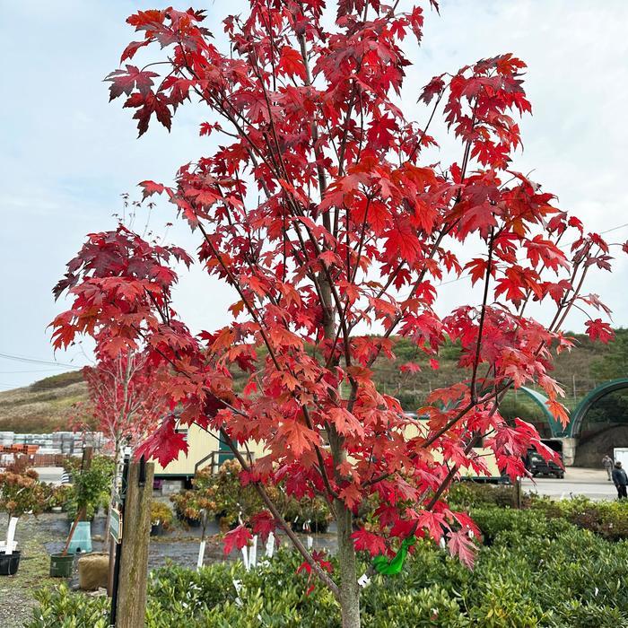 Acer x freemanii 'Autumn Blaze®' - Freeman Maple from Grower Website Two