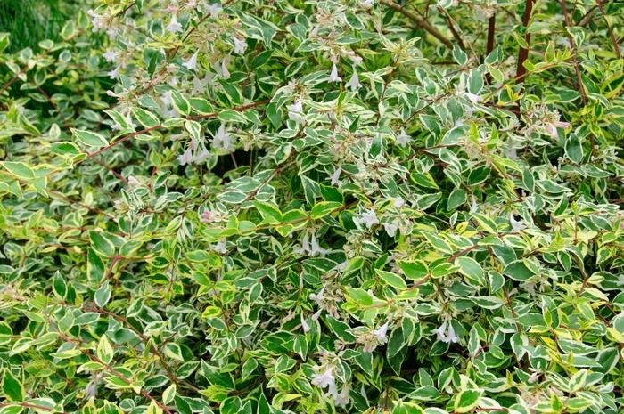 Abelia x grandiflora Twist of Lime&trade;