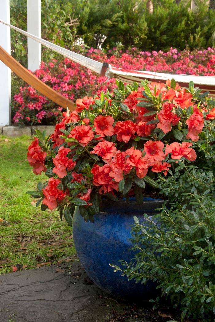 Azalea Encore&reg; Autumn Embers&trade;