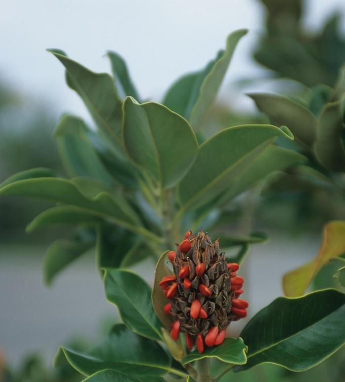 Magnolia grandiflora Claudia Wannamaker
