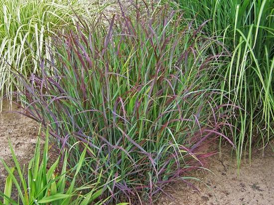 Panicum virgatum Prairie Winds® 'Cheyenne Sky' - Red Switch Grass