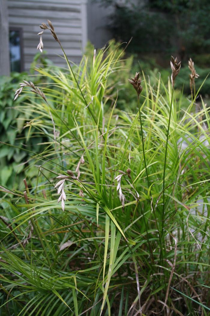 Carex muskingumensis 