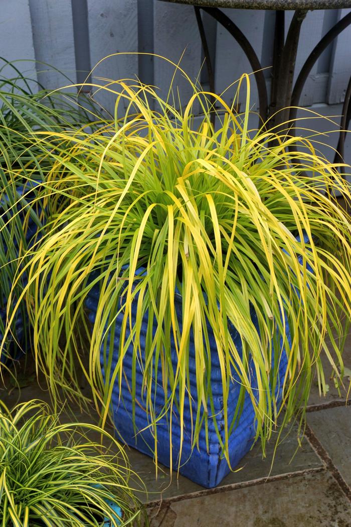 Carex oshimensis EverColor&reg; Everillo