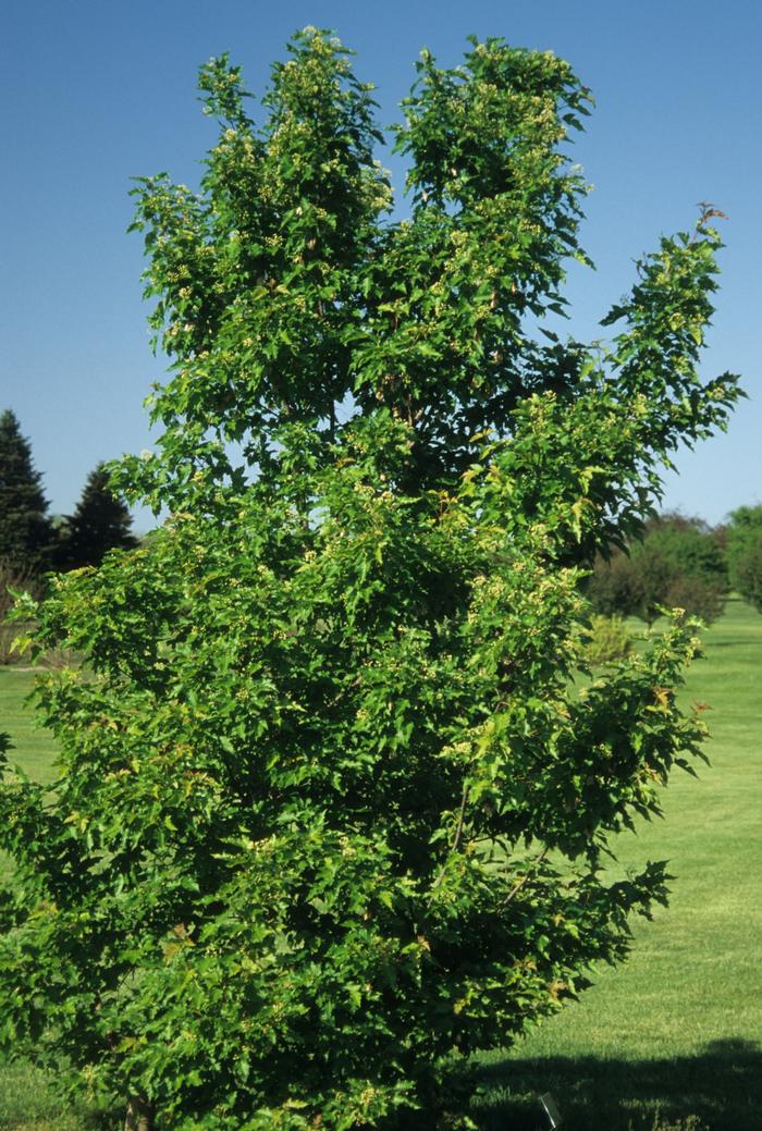 Acer ginnala var. semenowii 