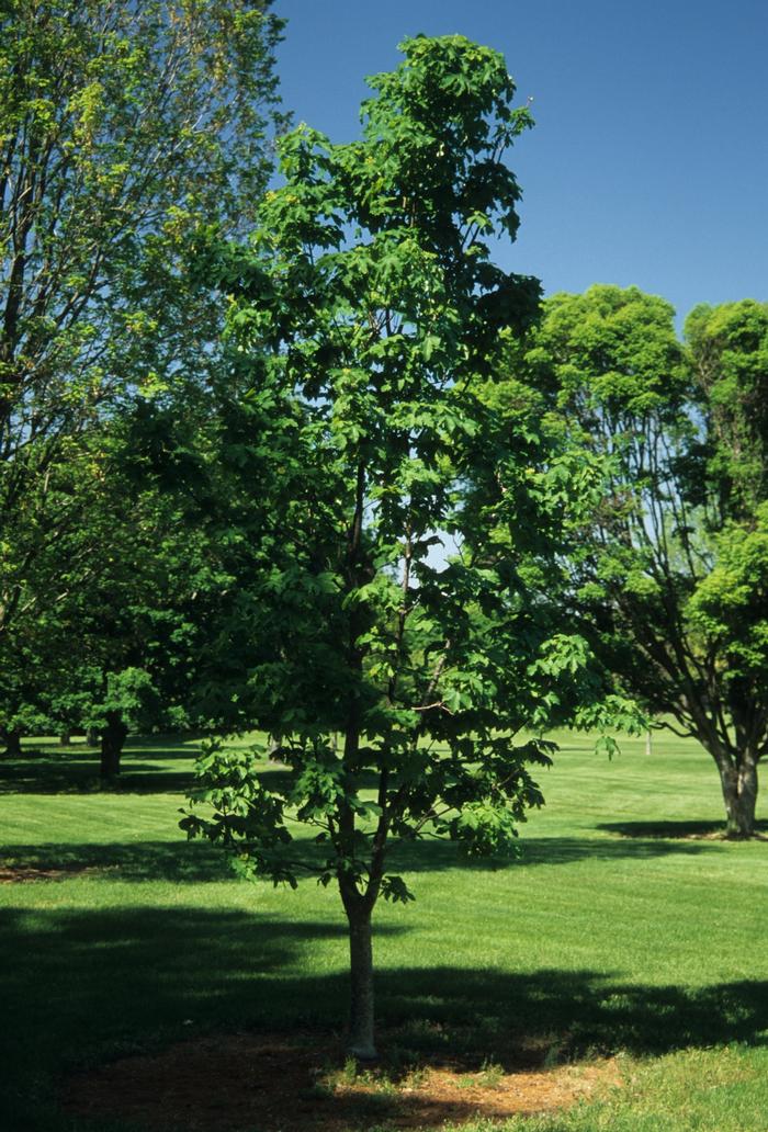 Acer heldreichii 
