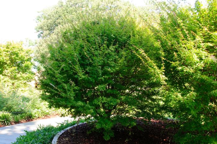 Acer palmatum Hanami Nishiki