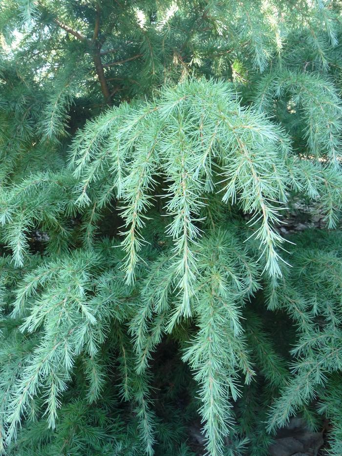 Cedrus deodara Montrose Veil
