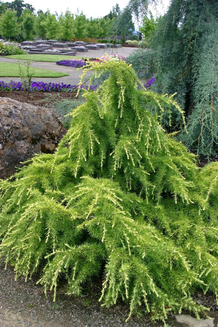 Cedrus deodora Gold Cascade