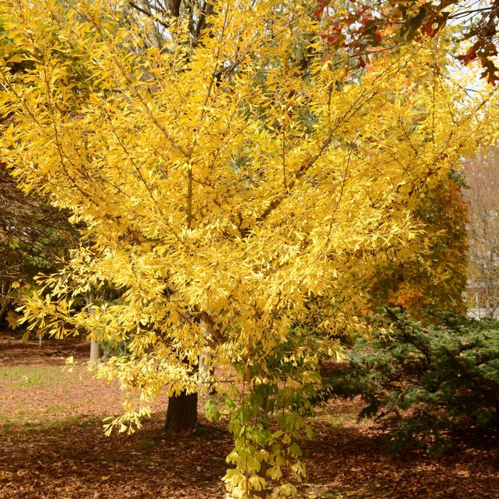 Ginkgo biloba Tubiformis