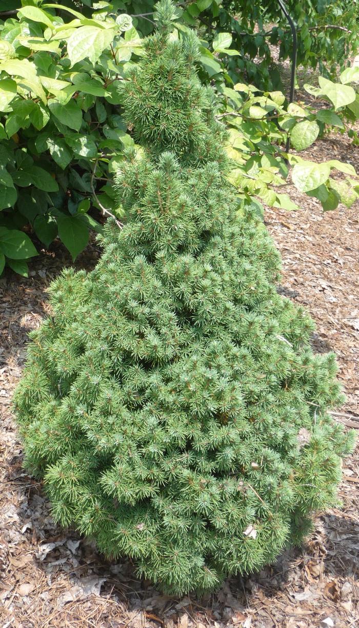 Picea glauca Delp's Dwarf