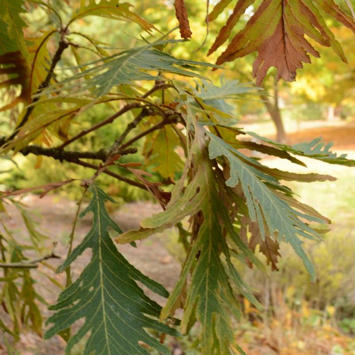 Quercus dentata Pinnatifida