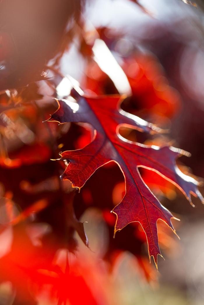 Quercus ellipsoidalis Majestic Skies&trade;